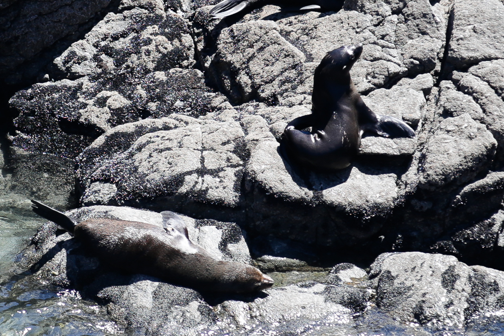 20160131 Cape Foulewind et Punakaiki-3