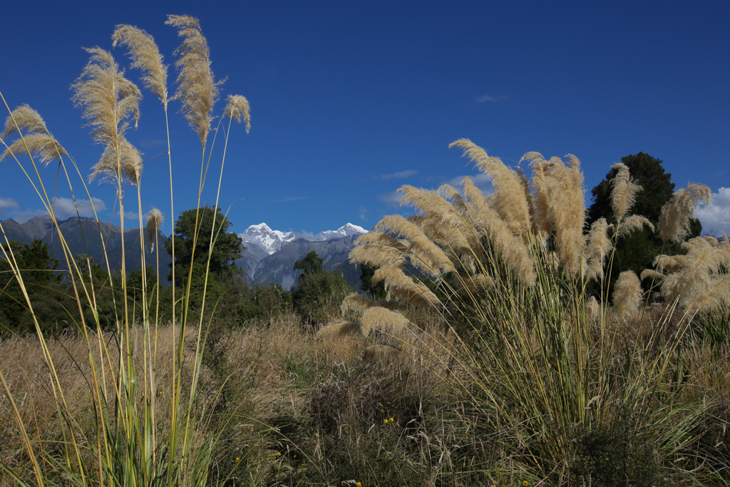 20160201 Punakaiki Fox Glacier-6