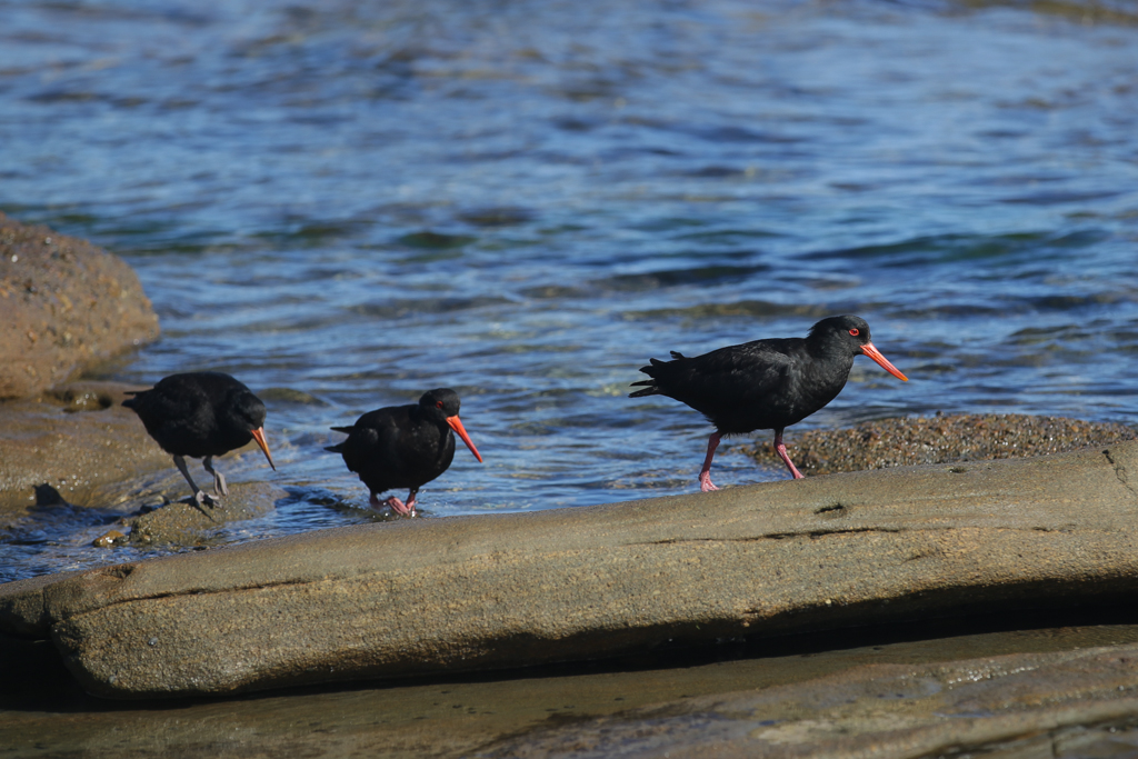 20160207 Doubtful Sound et Catlins-12