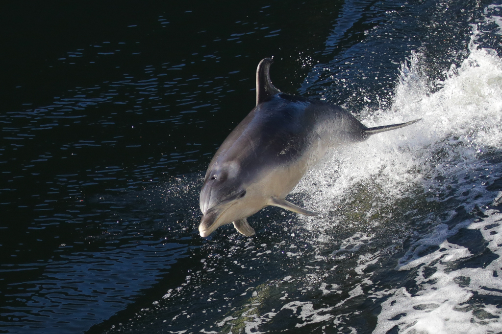 20160207 Doubtful Sound et Catlins-4