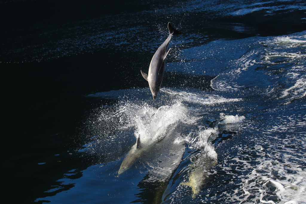 20160207 Doubtful Sound et Catlins-5