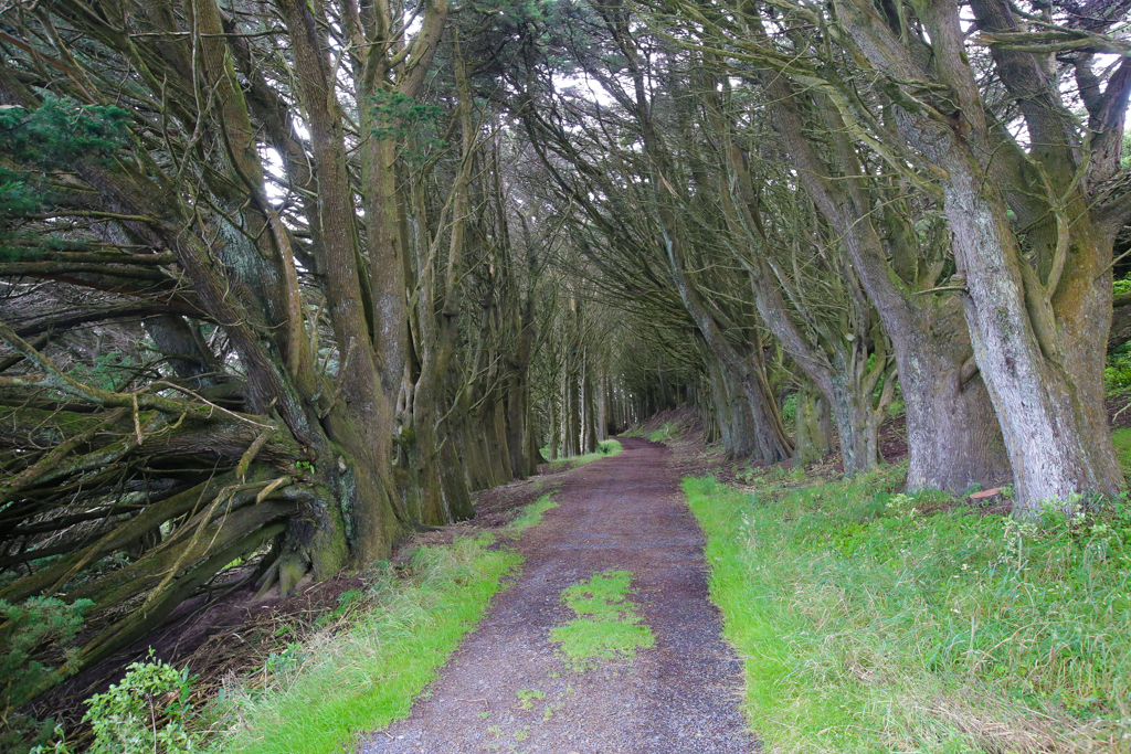 20160209 Otago Peninsula et Dunedin-12