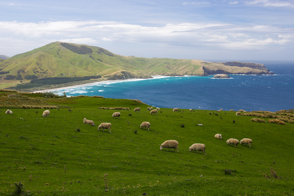 20160209 Otago Peninsula et Dunedin-14