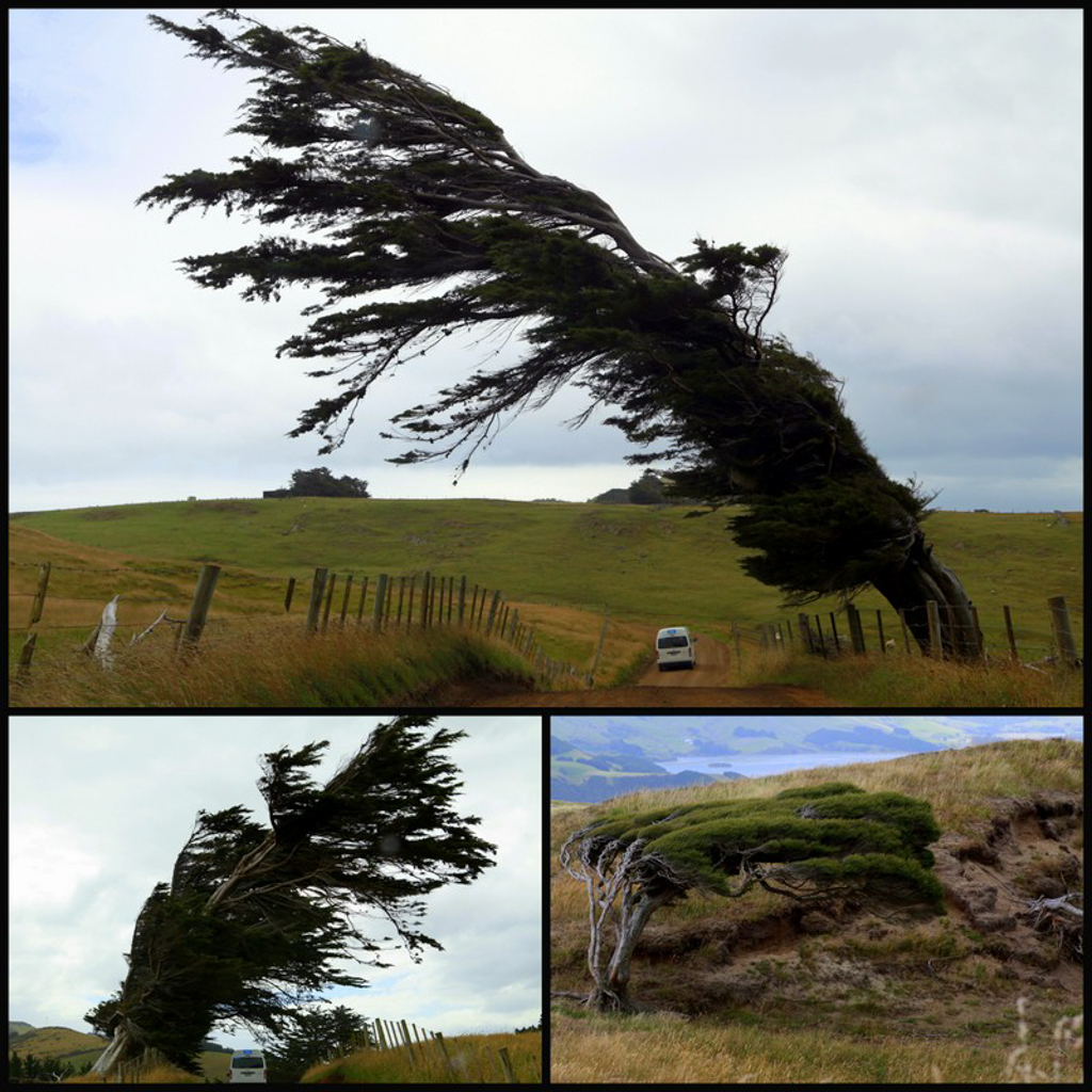 20160209 Otago Peninsula et Dunedin-3