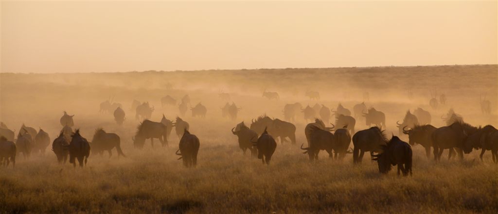 21 Juillet. Parc National d'Etosha