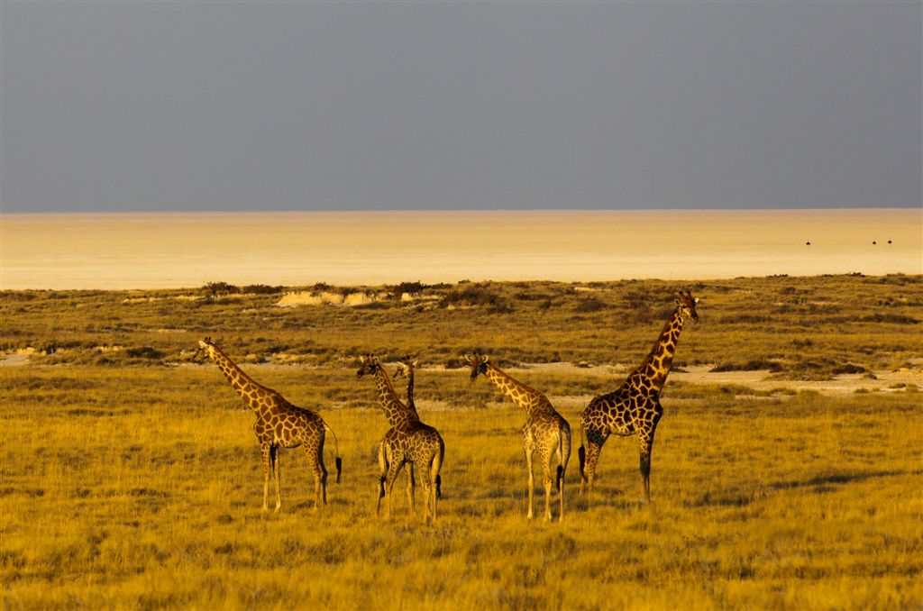 Girafes