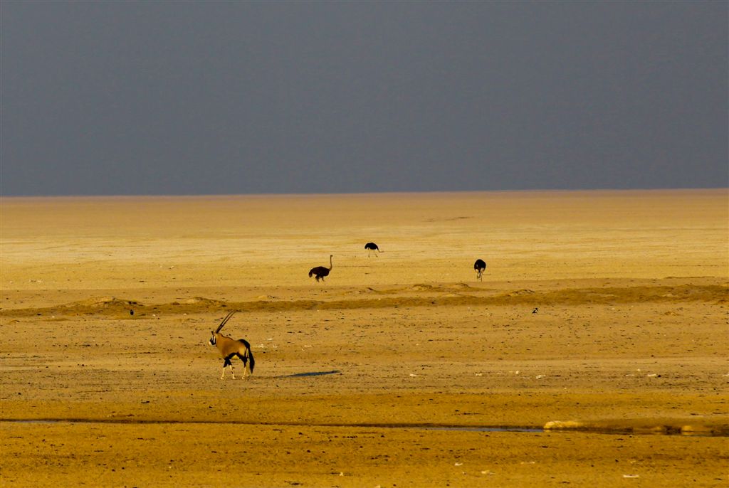 Oryx et autruches