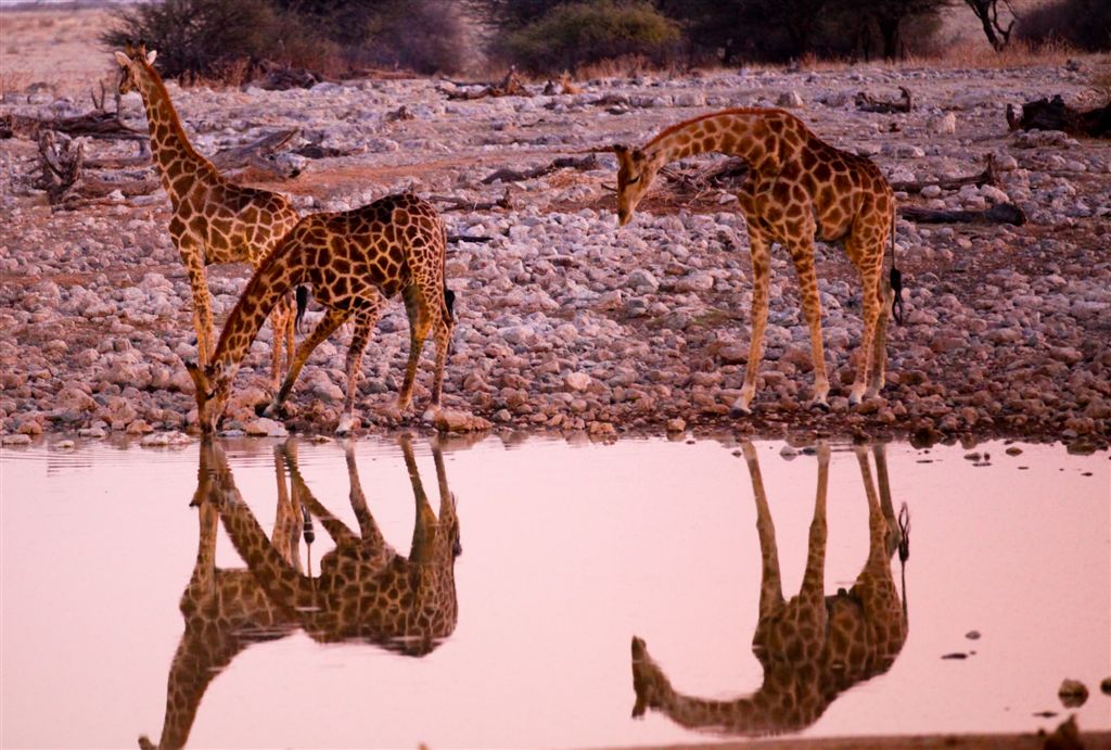 Girafes de nuit