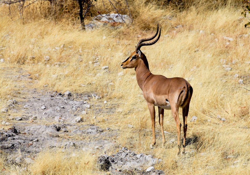 Impala