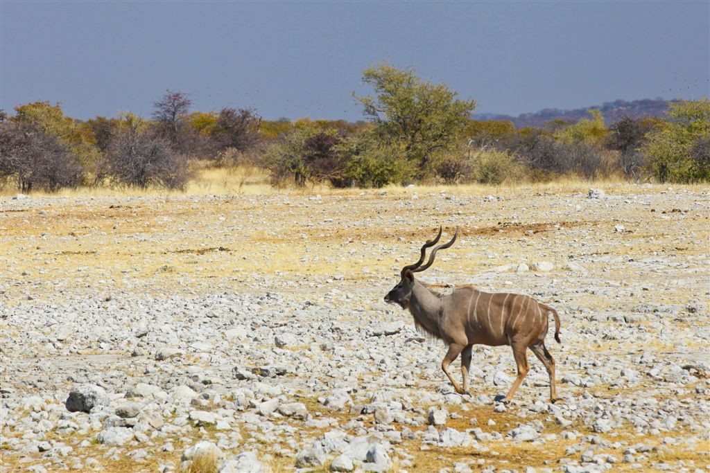 Kudu