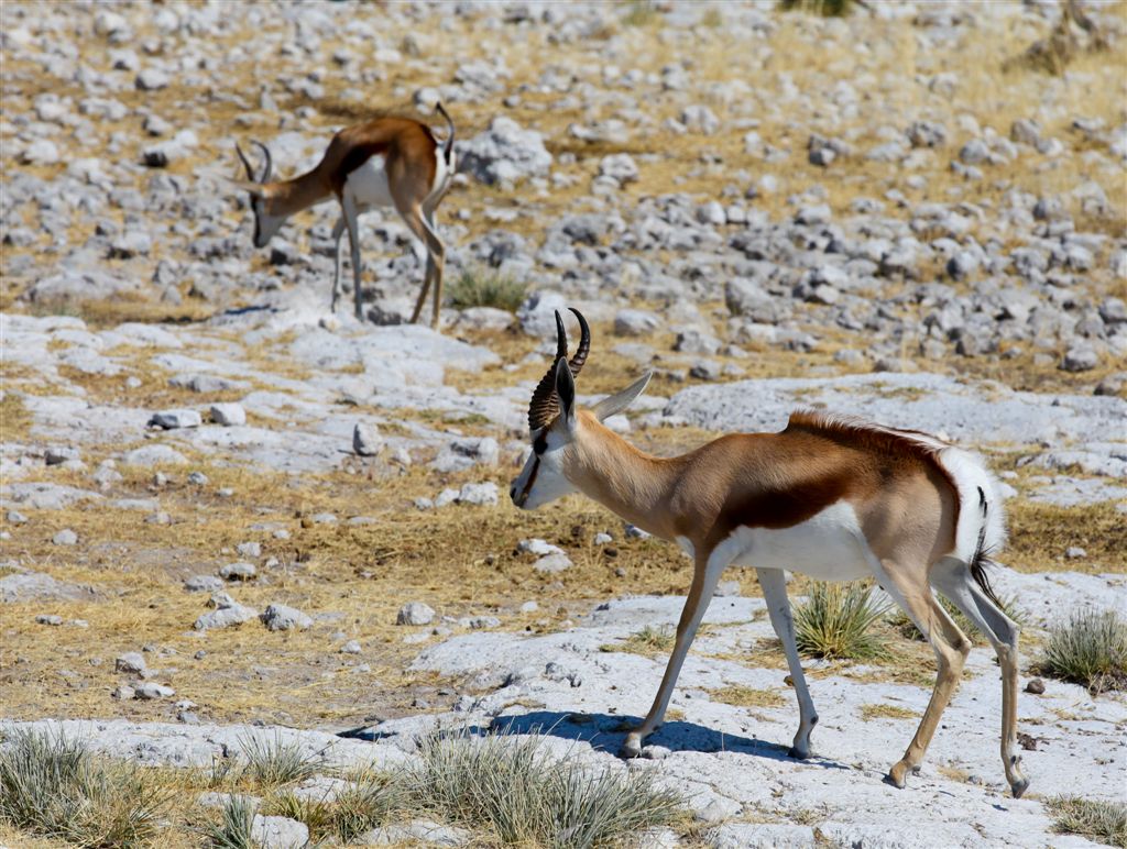 Springbok