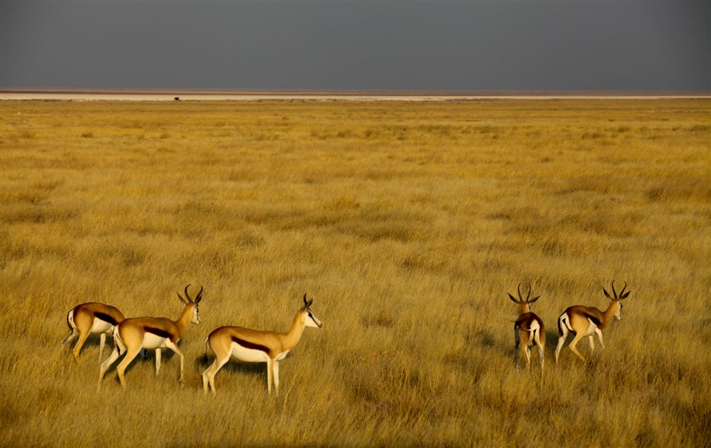 Springboks