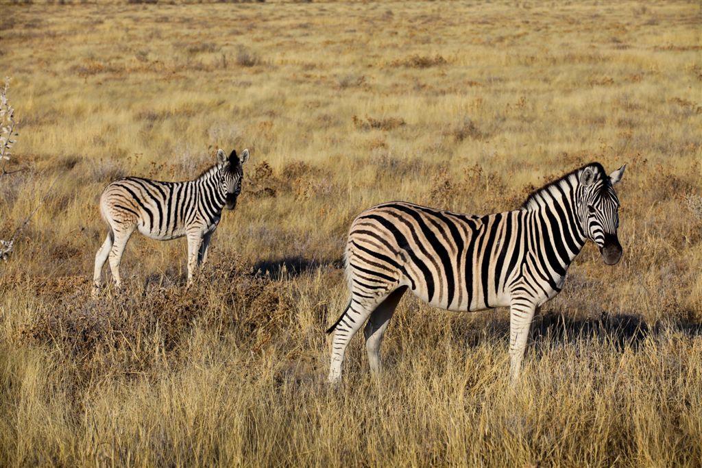 22 Juillet. Parc National d'Etosha
