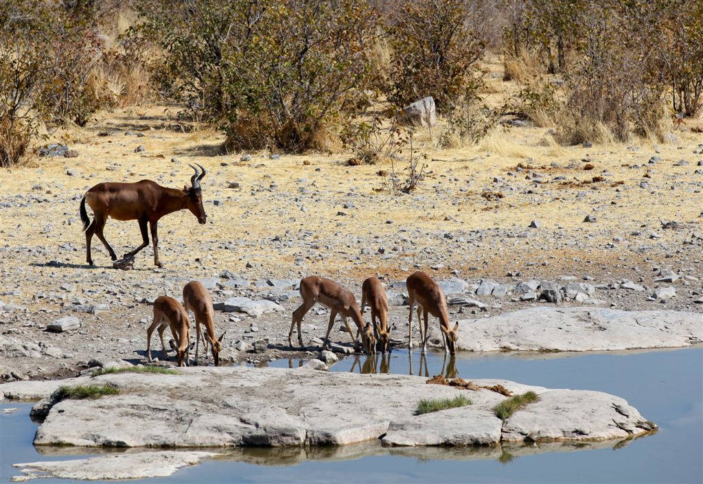 Bubale et femelles impalas