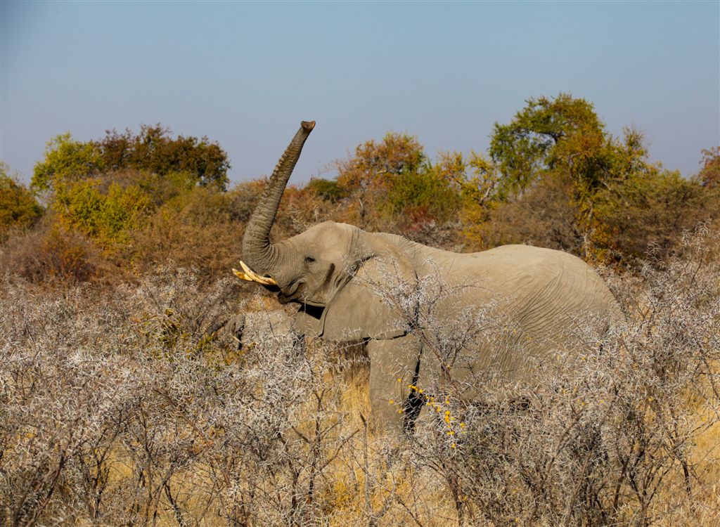Eléphant protégeant son petit et qui manifeste son mécontentement en tenant sa trompe verticale