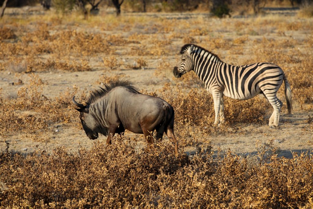 Gnou et zèbre