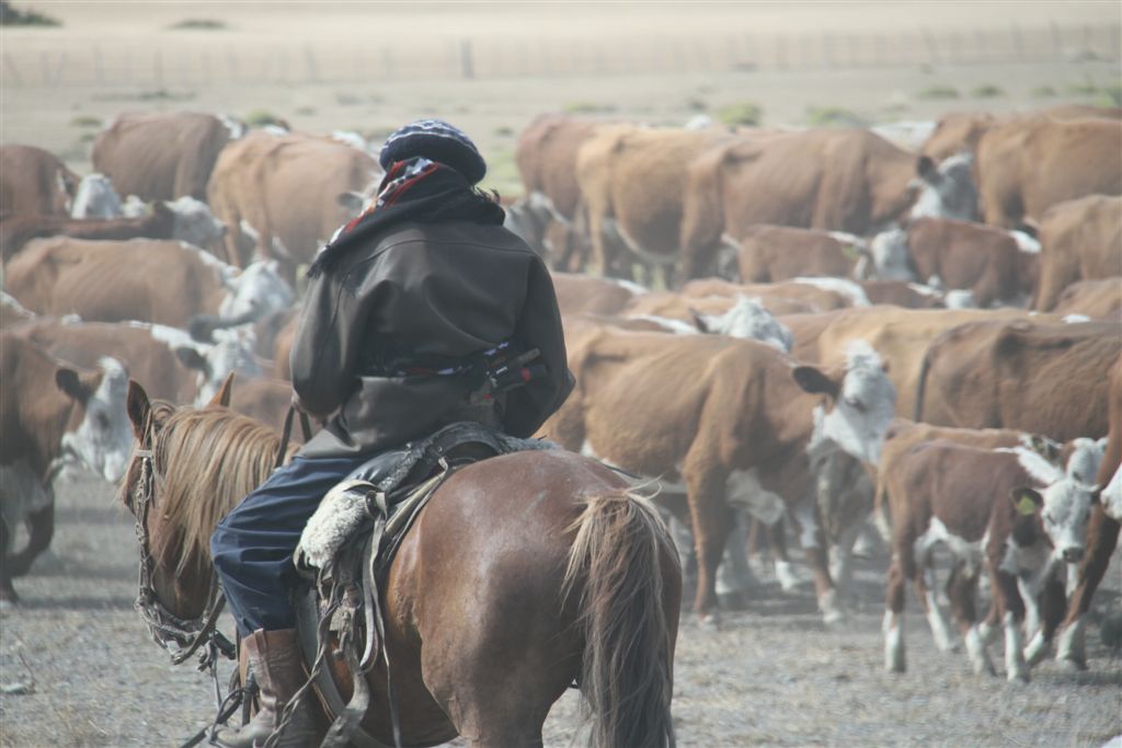 En route, croisement d'un troupeau de vaches