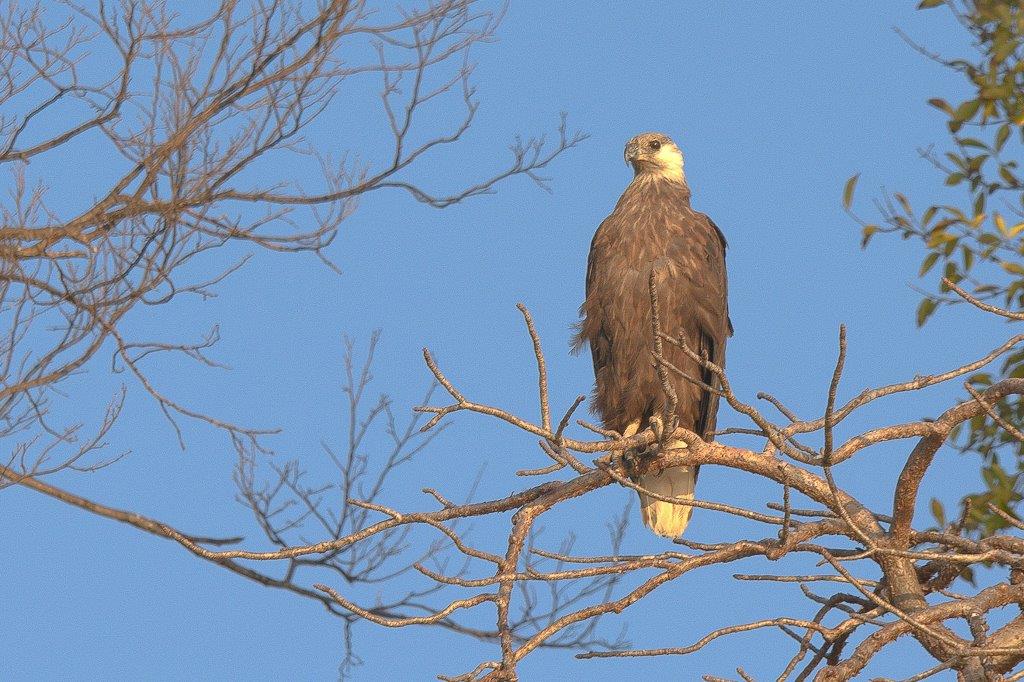 Un aigle pêcheur nous observe ...