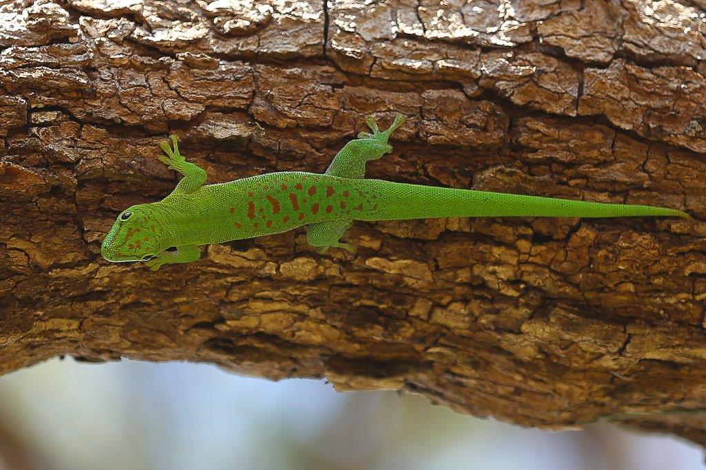 Gecko à dos rouge