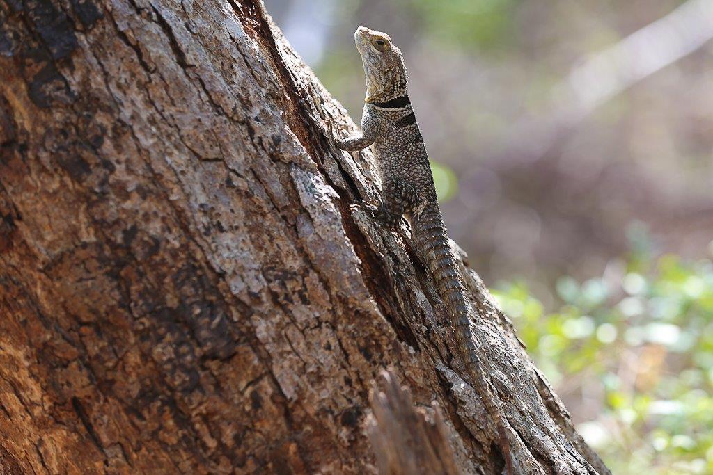 Un très gros lézard