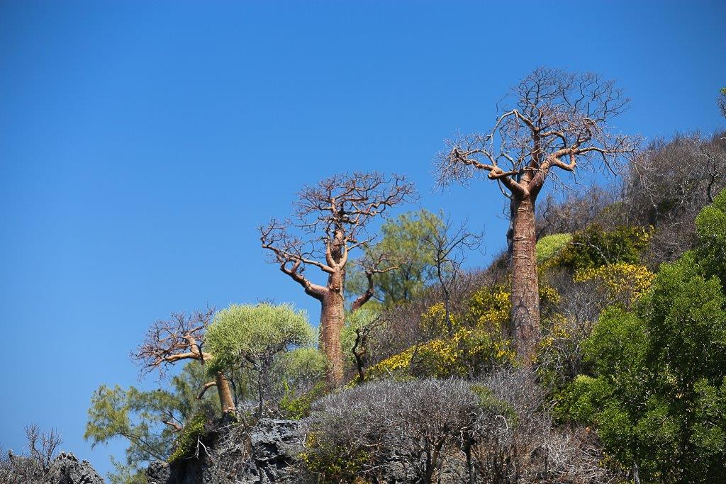 Baobabs