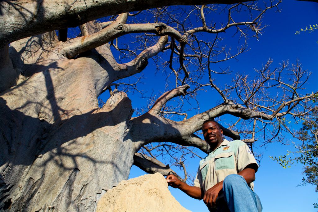 Noël donne des explications devant le baobab millénaire