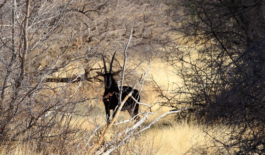 Sable antilope (Hippotragus Niger)