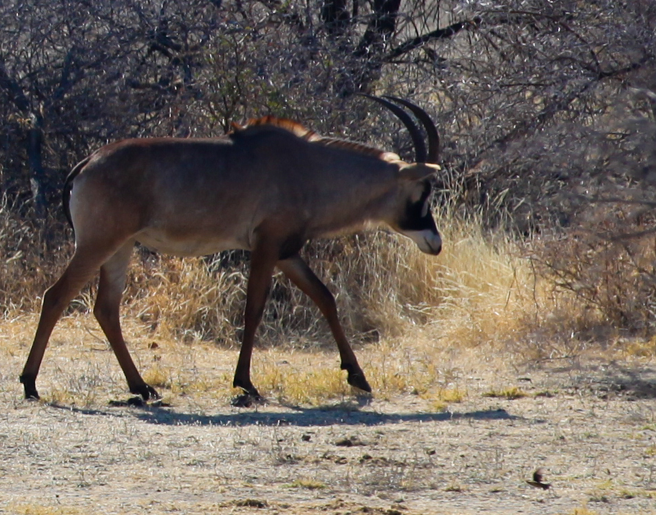 Roan antilope (Hippotragus Equinus)