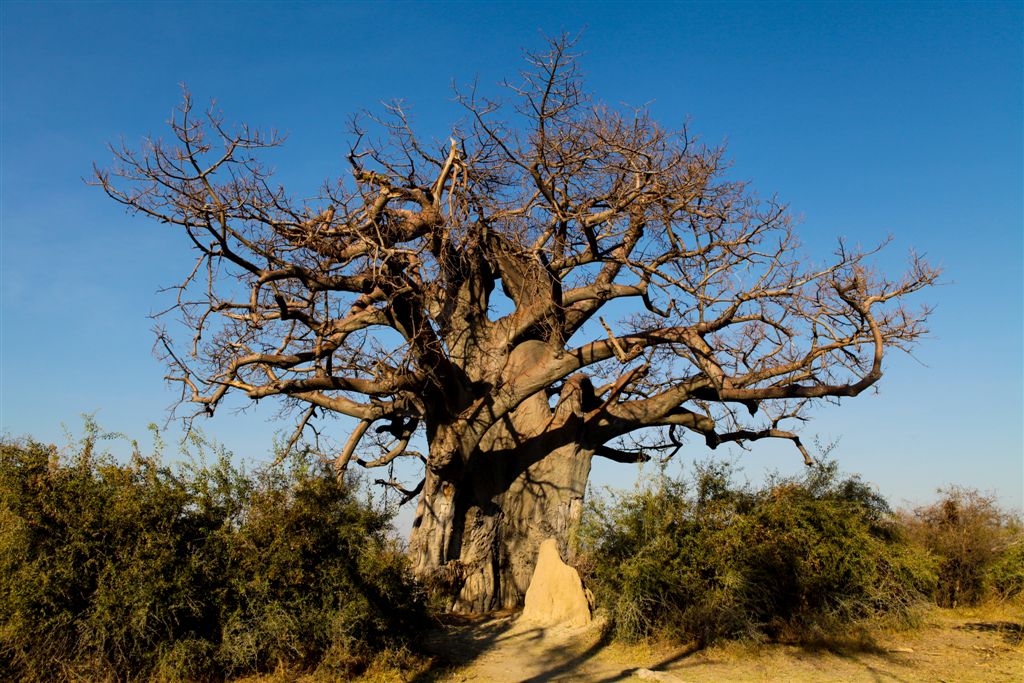 Baobab millénaire
