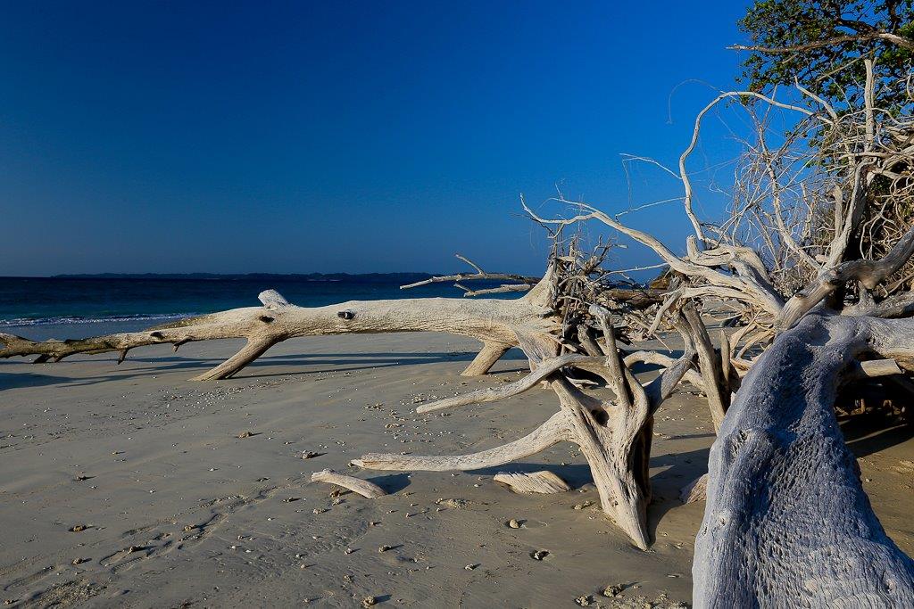 Filaos réduits à des bois morts sur la plage Ouest, suite au cyclone Gafilo Photo