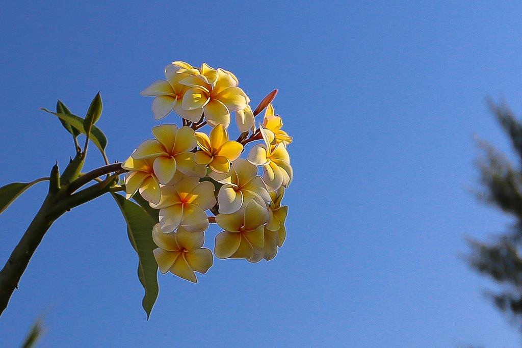  Fleurs de frangipanier