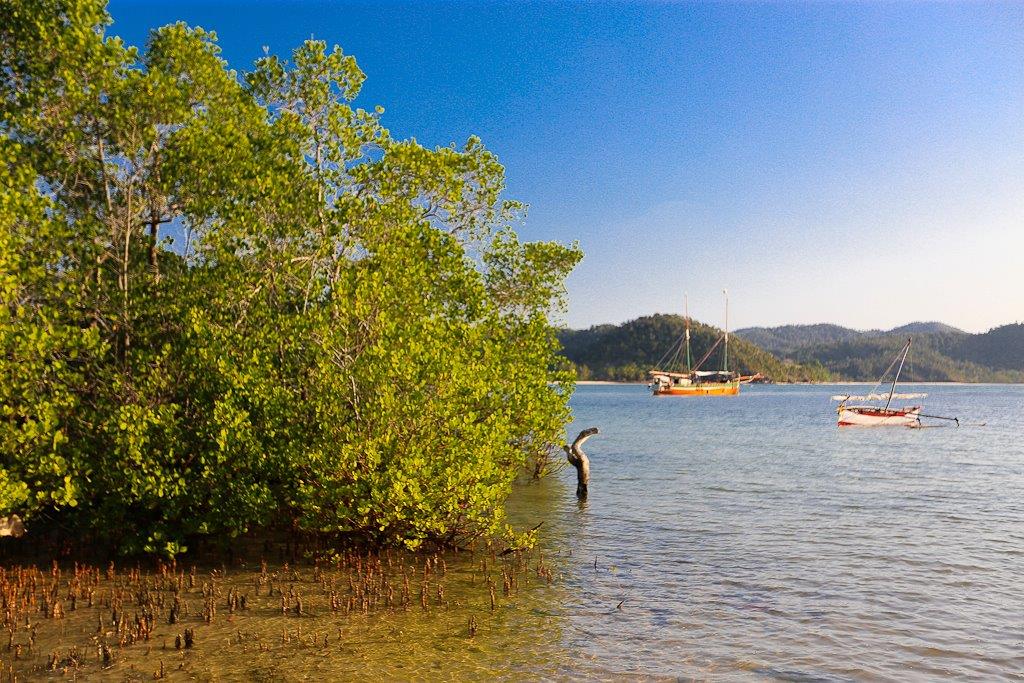  La mangrove tapisse les rives de la baie 