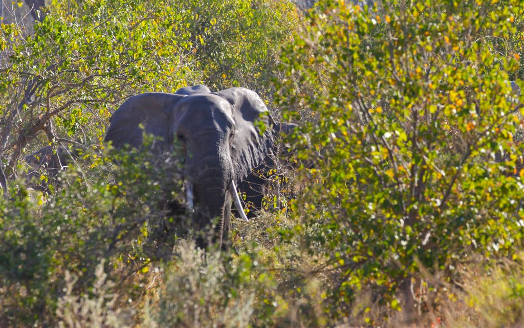 Approche d'un troupeau d'éléphants à pied