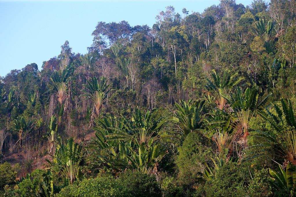 La forêt d'arbres du voyageur