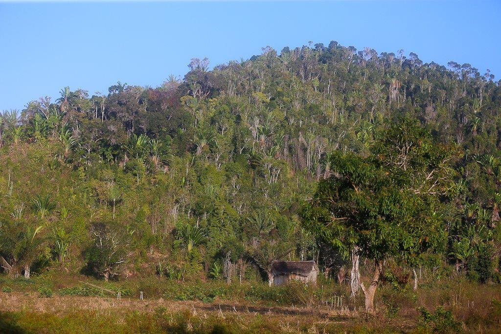 La forêt d'arbres du voyageur