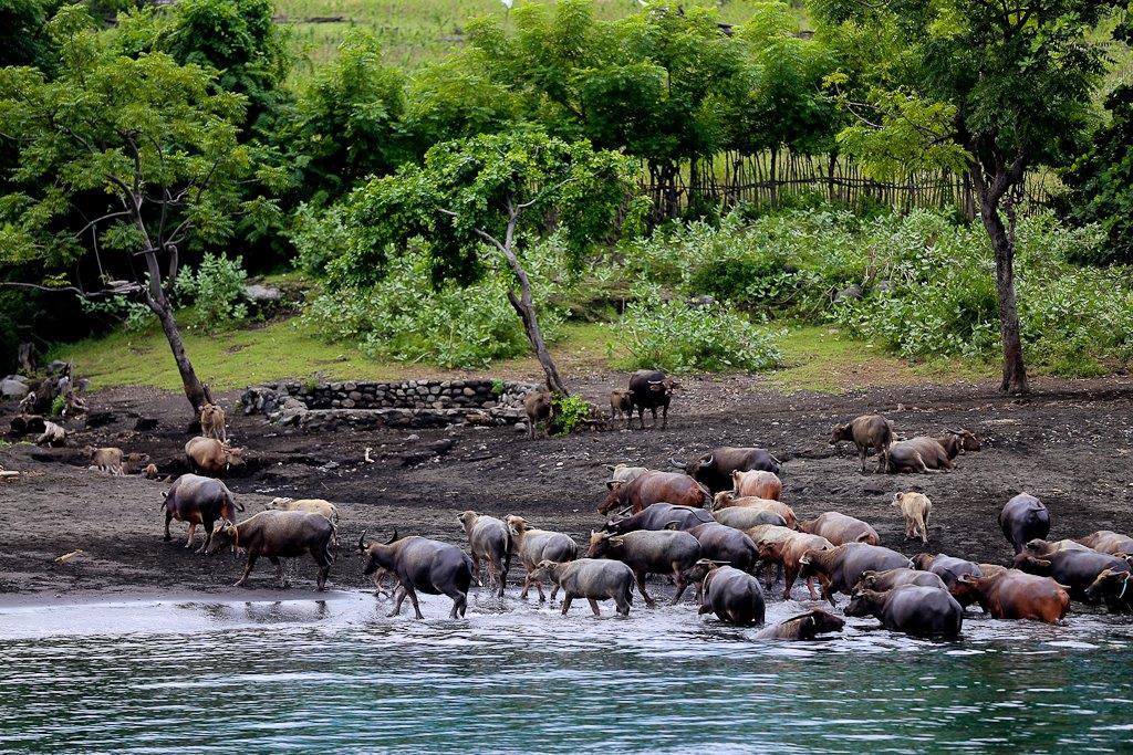 Troupeau de buffles, à demi abandonnés sur l'île de Sangeang