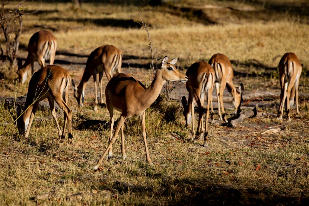 Femelle impala aux aguets