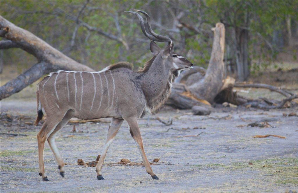 Kudu mâle