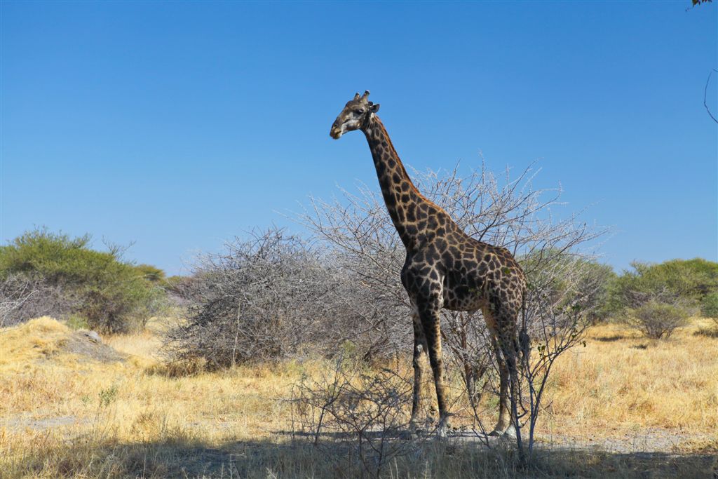 Vieille girafe mâle
