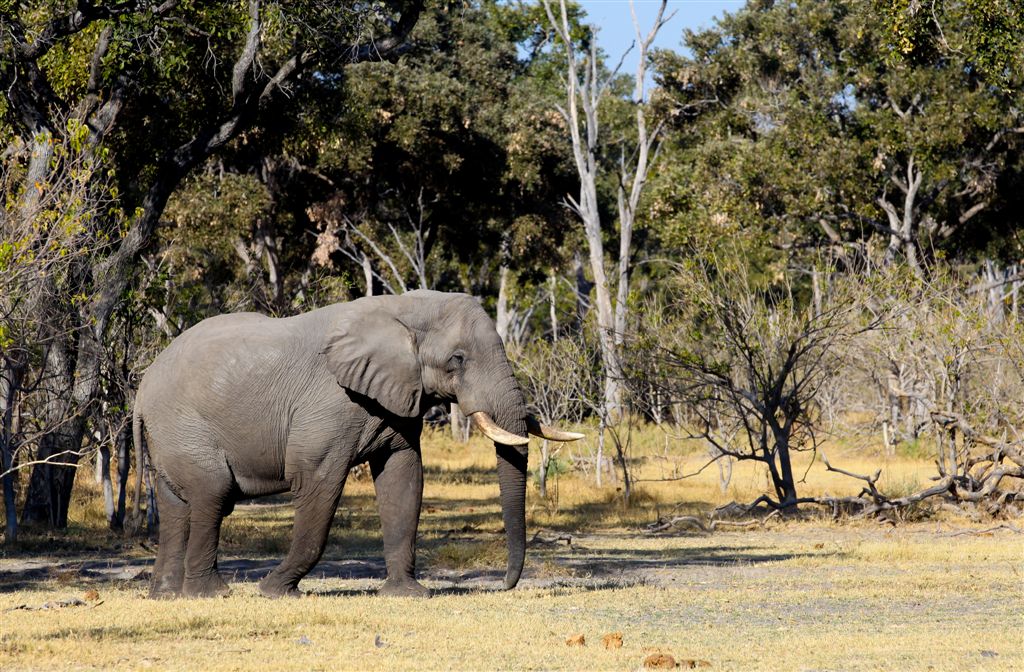 Eléphant juste devant notre camp