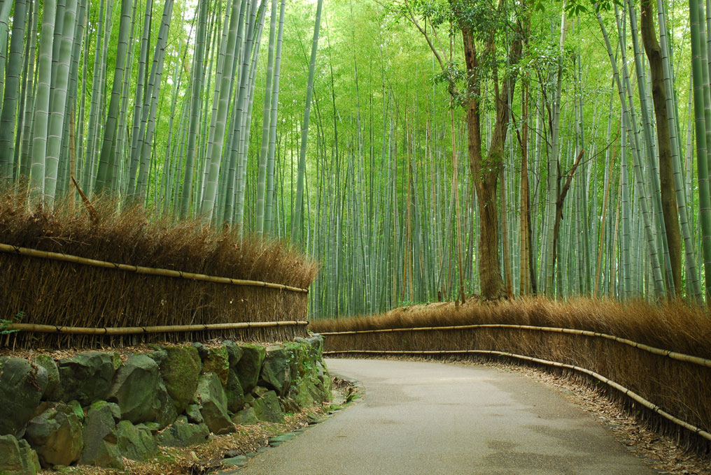 Route des bambous à Sagano. Kyoto