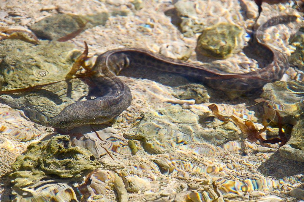 Une murène, juste au bord de la plage