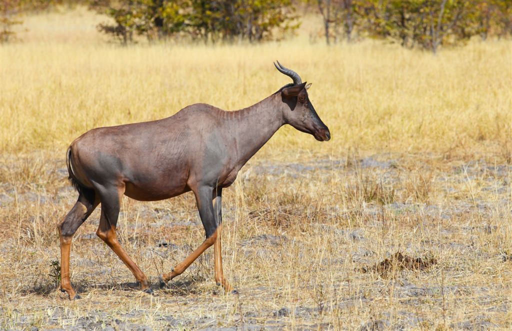 Damalisque (Damaliscus lunatus)