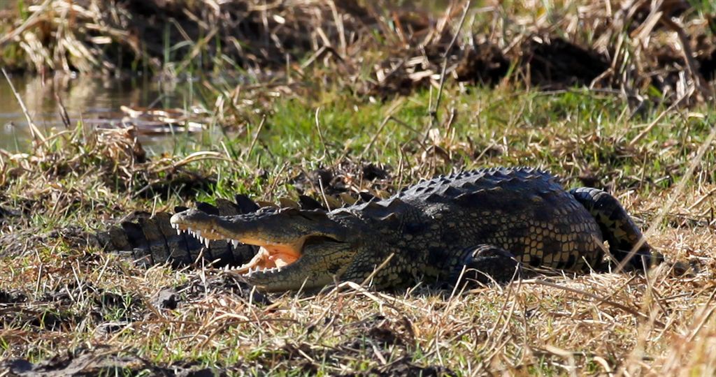 Crocodile ... animal dangereux !