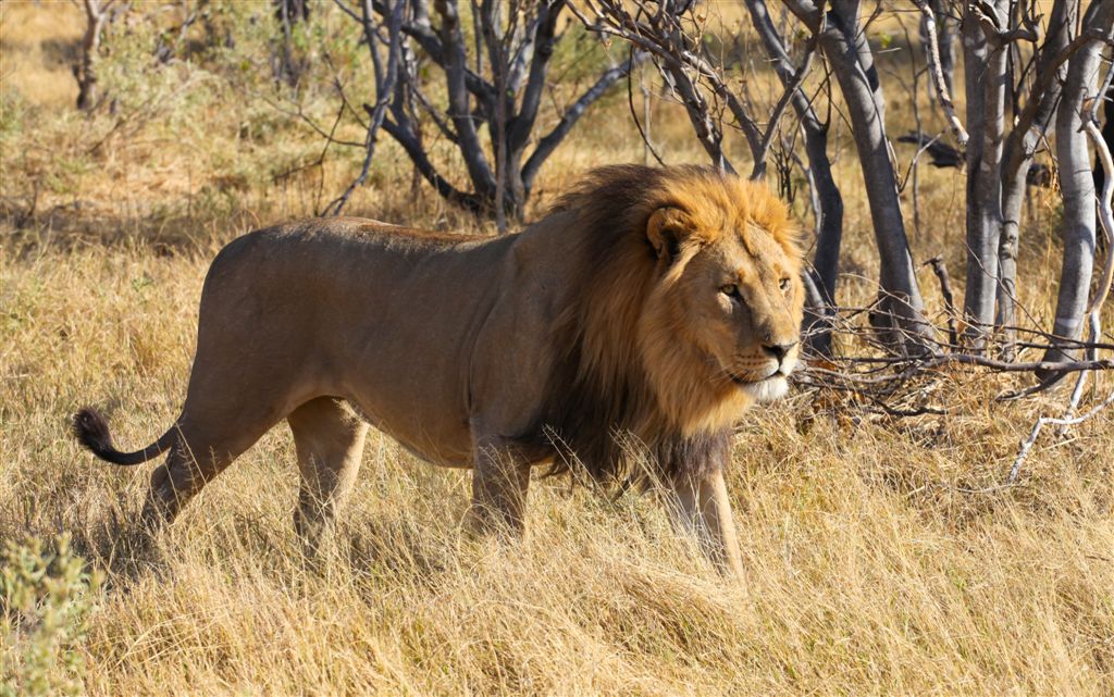 Le lion passe devant nous sans même nous jeter un coup d'oeil