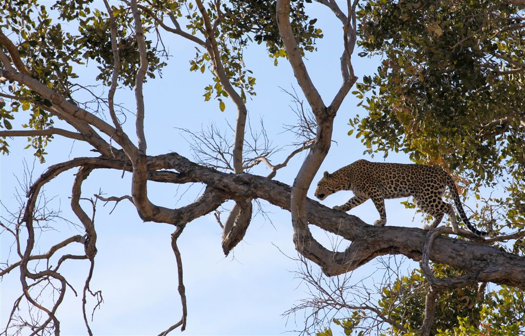 Le léopard grimpe dans un arbre dès qu'il aperçoit le lion !