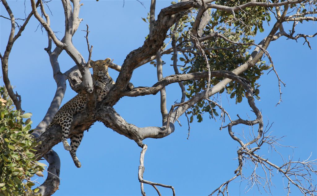Position de repos pour le léopard