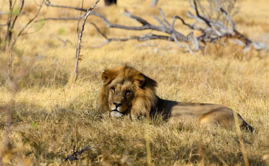 Lion au repos