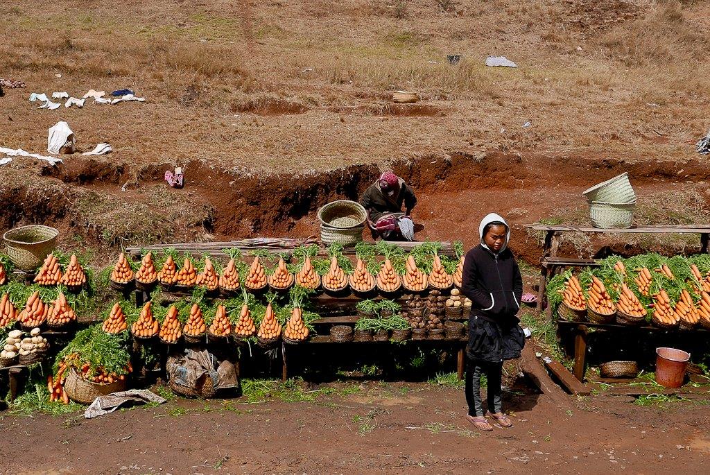 La région d'Antsirabe prospère grâce aux cultures de légumes.