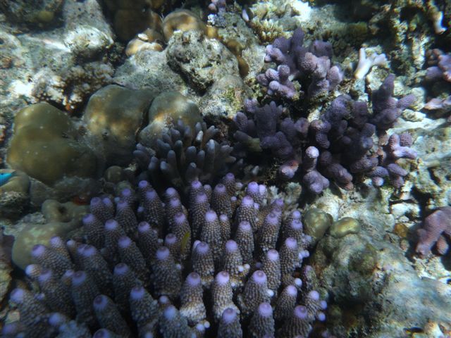 Transparence de l'eau - Arrivée dans la réserve de Raja Ampat